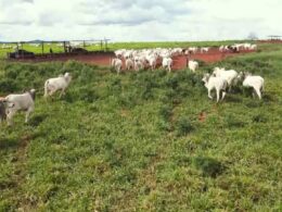 recria intensiva a pasto em mt aumento de 3000 e
