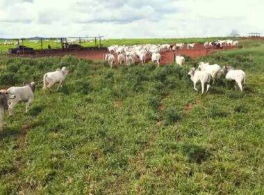 recria intensiva a pasto em mt aumento de 3000 e
