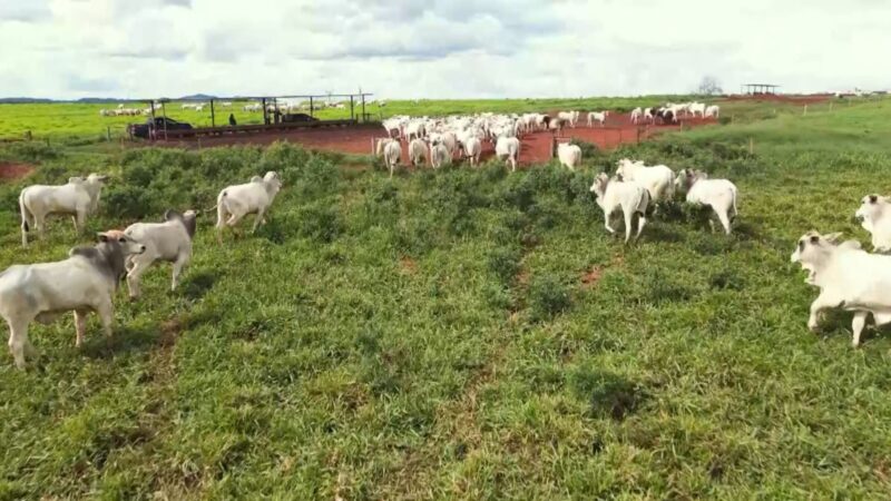 recria intensiva a pasto em mt aumento de 3000 e