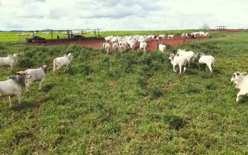 recria intensiva a pasto em mt aumento de 3000 e