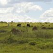 Recuperação e reforma do pasto potencializam a produtividade e sustentabilidade na sua safra agrícola