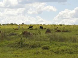 Recuperação e reforma do pasto potencializam a produtividade e sustentabilidade na sua safra agrícola 8 Recuperação e reforma do pasto potencializam a produtividade e sustentabilidade na sua safra agrícola