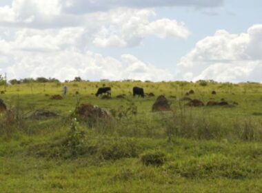 Recuperação e reforma do pasto potencializam a produtividade e sustentabilidade na sua safra agrícola