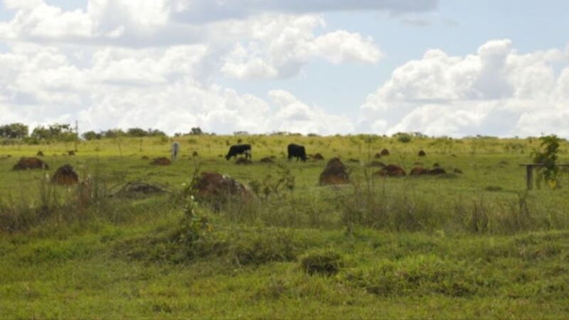 Recuperação e reforma do pasto potencializam a produtividade e sustentabilidade na sua safra agrícola