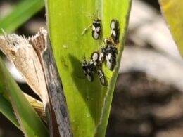 Recuperando a Produtividade: Solução Eficaz para Pecuaristas Enfrentarem o Percevejo-das-Pastagens 15 Recuperando a Produtividade: Solução Eficaz para Pecuaristas Enfrentarem o Percevejo-das-Pastagens