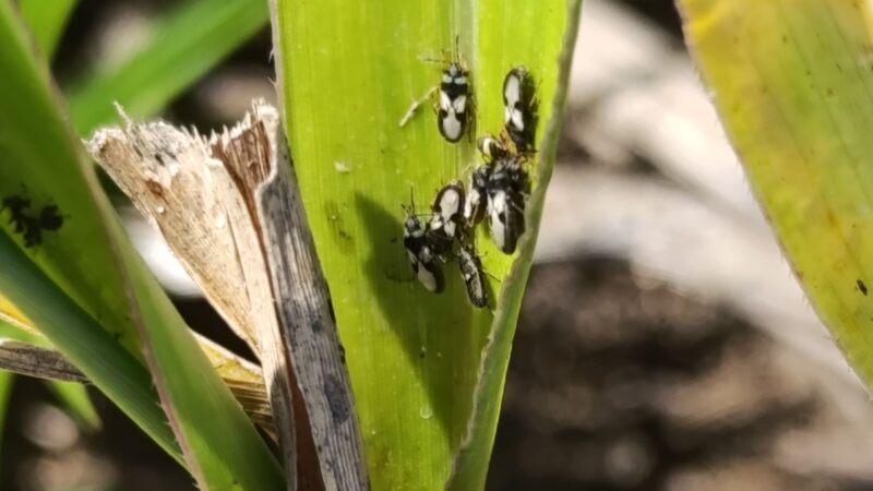 Recuperando a Produtividade: Solução Eficaz para Pecuaristas Enfrentarem o Percevejo-das-Pastagens
