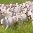 Redução da Pegada de Carbono: Como a Vida Reprodutiva das Vacas Impacta a Pecuária Sustentável