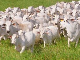 Redução da Pegada de Carbono: Como a Vida Reprodutiva das Vacas Impacta a Pecuária Sustentável