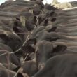 Imea: MT deve reduzir abate de boi em 10 anos e ampliar produção de carne