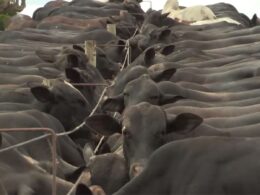 Reduzir Abate: O Futuro da Carne no Brasil em 10 Anos! 8 Imea: MT deve reduzir abate de boi em 10 anos e ampliar produção de carne