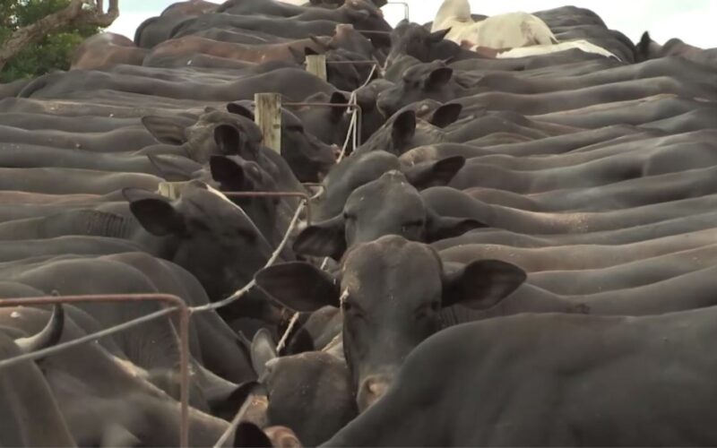 Imea: MT deve reduzir abate de boi em 10 anos e ampliar produção de carne