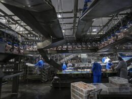 resultado da producao de frango no parana reflete acoes de