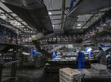 resultado da producao de frango no parana reflete acoes de