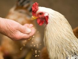 Revolução na Indústria Avícola Russa: Como Novas Regras Veterinárias Transformam o Bem-Estar Animal 20 revolucao na industria avicola russa como novas regras veterinarias transformam