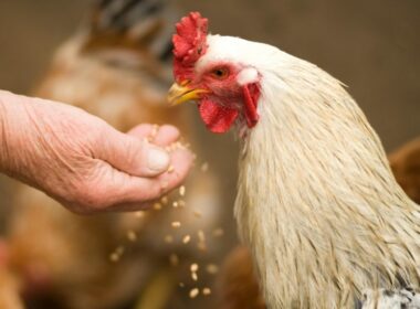 revolucao na industria avicola russa como novas regras veterinarias transformam