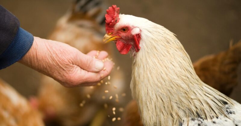 revolucao na industria avicola russa como novas regras veterinarias transformam