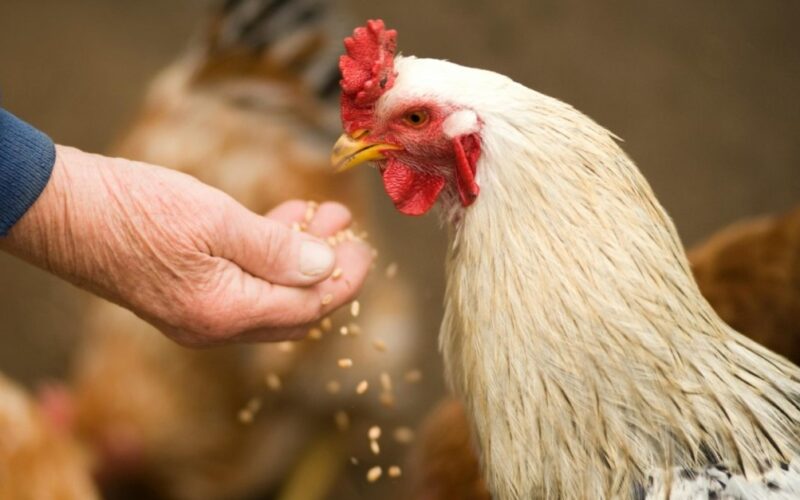 revolucao na industria avicola russa como novas regras veterinarias transformam