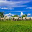 revolucao na pecuaria brasileira estudo inedito da agroven e mit