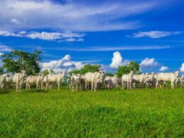 revolucao na pecuaria brasileira estudo inedito da agroven e mit