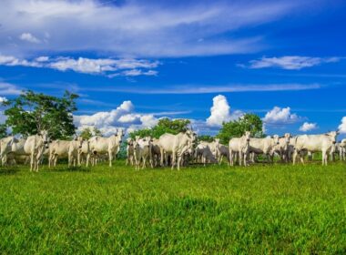 revolucao na pecuaria brasileira estudo inedito da agroven e mit