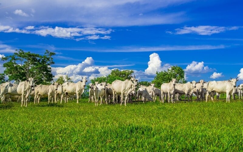 revolucao na pecuaria brasileira estudo inedito da agroven e mit