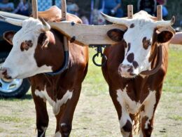 revolucao na pecuaria conheca a nova campanha de pecuaria de