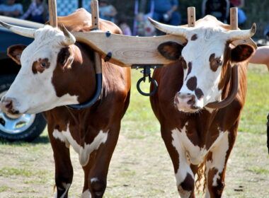 revolucao na pecuaria conheca a nova campanha de pecuaria de
