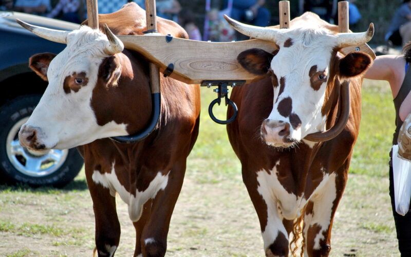 revolucao na pecuaria conheca a nova campanha de pecuaria de