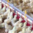 revolucao no bem estar animal conheca a nova linha de frangos