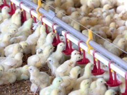 revolucao no bem estar animal conheca a nova linha de frangos