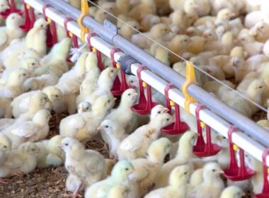 revolucao no bem estar animal conheca a nova linha de frangos