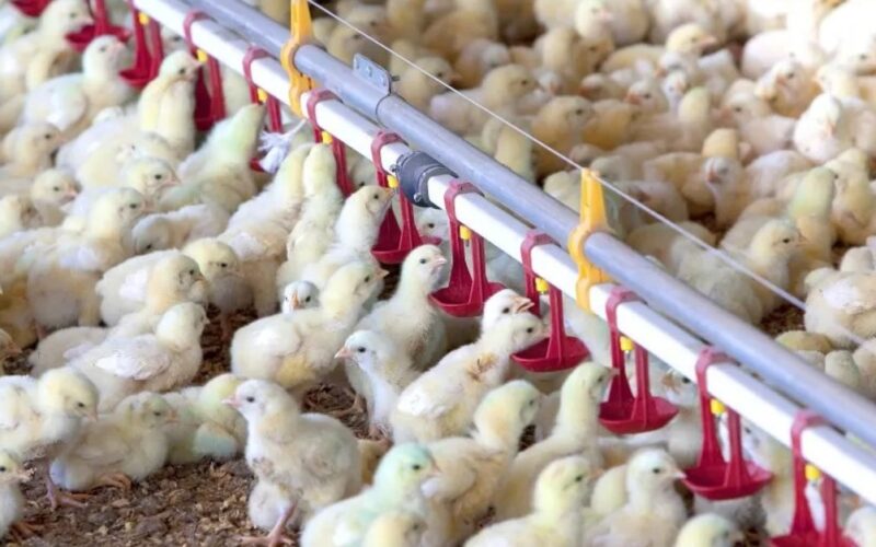 revolucao no bem estar animal conheca a nova linha de frangos