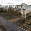 revolucao pecuaria descubra os avancos do censo de confinamento da.j