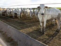 revolucao pecuaria descubra os avancos do censo de confinamento da.j