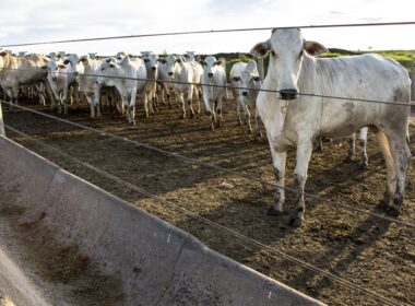 revolucao pecuaria descubra os avancos do censo de confinamento da.j