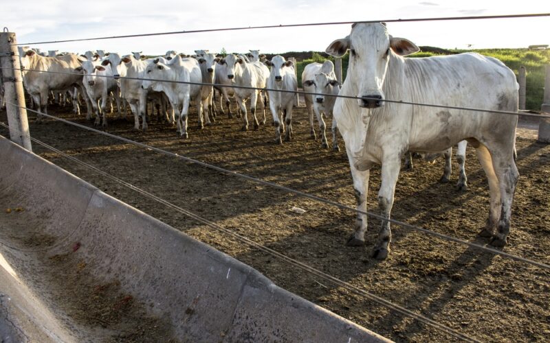 revolucao pecuaria descubra os avancos do censo de confinamento da.j