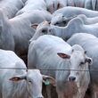 Novilhas de padrão genético top são destaque no curral de abate no interior da Bahia