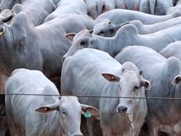 Novilhas de padrão genético top são destaque no curral de abate no interior da Bahia
