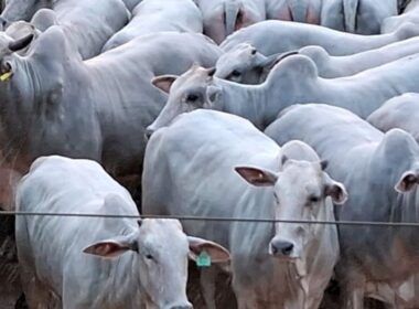 Novilhas de padrão genético top são destaque no curral de abate no interior da Bahia