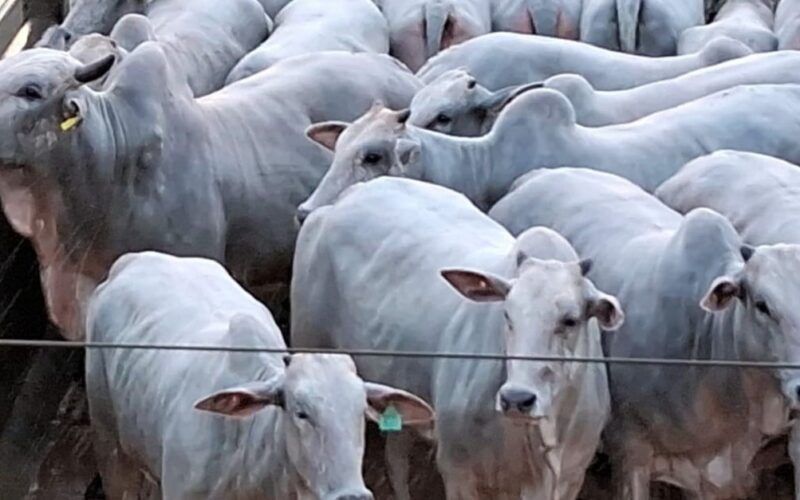 Novilhas de padrão genético top são destaque no curral de abate no interior da Bahia