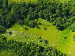 Produtores de MT conhecem Plataforma Pecuária Transparente e Escritórios Verdes