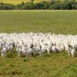 As novidades que estão por vir na indústria da carne bovina para se tornar cada vez mais sustentável