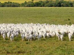 As novidades que estão por vir na indústria da carne bovina para se tornar cada vez mais sustentável