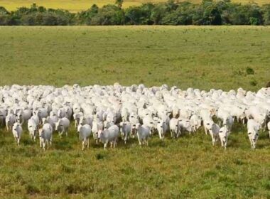 As novidades que estão por vir na indústria da carne bovina para se tornar cada vez mais sustentável
