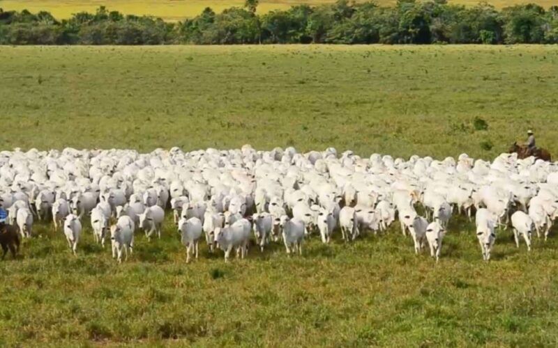 As novidades que estão por vir na indústria da carne bovina para se tornar cada vez mais sustentável