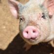 rewrite the following title singapura libera embarques de carne suina