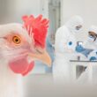 Rio Grande do Sul avança na luta contra a Influenza Aviária com fim do vazio sanitário e segurança para a avicultura.