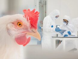 Rio Grande do Sul avança na luta contra a Influenza Aviária com fim do vazio sanitário e segurança para a avicultura. 11 Rio Grande do Sul avança na luta contra a Influenza Aviária com fim do vazio sanitário e segurança para a avicultura.