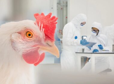 Rio Grande do Sul avança na luta contra a Influenza Aviária com fim do vazio sanitário e segurança para a avicultura.