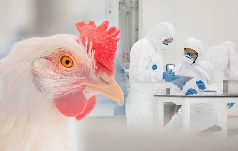 Rio Grande do Sul avança na luta contra a Influenza Aviária com fim do vazio sanitário e segurança para a avicultura.